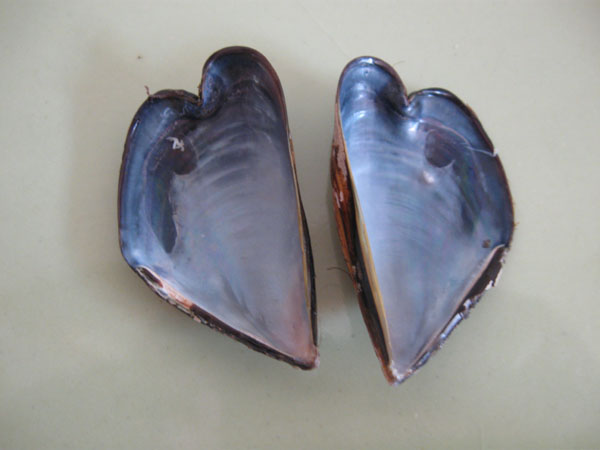 Mussel Heart Muscle.jpg